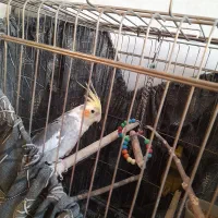 عروس هلندی نر