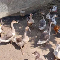 فروش قوغاز کوچیک بزرگ اردک محلی اسراییلی|حیوانات مزرعه|تالش, طولارود|دیوار