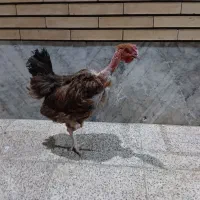 مرغ و خروس|پرنده|رفسنجان, |دیوار