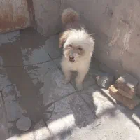 سگ پاکوتاه