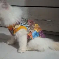 گربه پرشین اصیل|گربه|گنبد کاووس, |دیوار