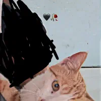 گربه