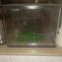 اکواریوم ماهی