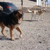 افغان گله ای