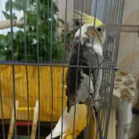 دو عدد طوطی گمشده