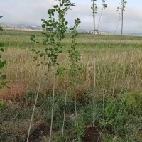 زمین ۳۰۰۰ متری