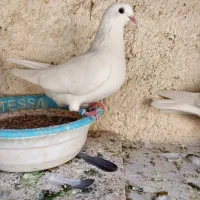 پرشی تهرانی|پرنده|مسجد سلیمان, |دیوار