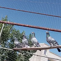 کبوترپلاکی مسافتی