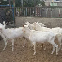 نر بز سانن بدون شاخ ذات مادری