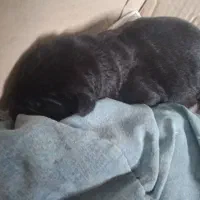 توله سگ شیرخوار پیدا شده