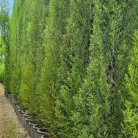 سرو شیرازی سرو ناز درجه ۱|خدمات باغبانی و درختکاری|نوشهر, |دیوار