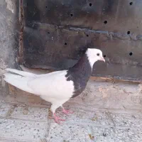 طوقی|پرنده|تربت‌حیدریه, باغ سلطانی|دیوار
