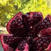 انار پیوندی +کودارگانیک