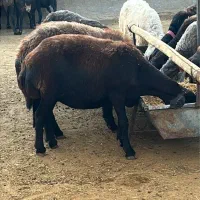 میش آبستن قزل افشار