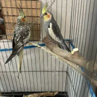 عروس هلندی مولد