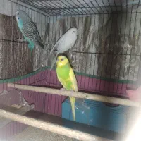 سه تا مرغ عشق