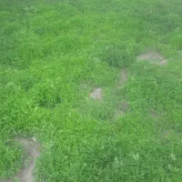 شیتیل گوجه جبدرق جعبه ۵۰۰تومن