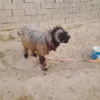 قوچ ترکی برای فروش|حیوانات مزرعه|ایذه, |دیوار