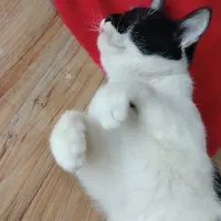 گربه ناز و ملوس پیدا شده، گمشده شما نیست|حیوانات|مشهد, شهید فرامرز عباسی|دیوار