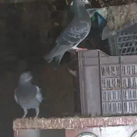 کفتر المانی