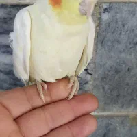 طوطی عروس هلندی لوتینو(دستی)