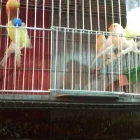 تعدادی قناری وفنچ|پرنده|خوی, |دیوار