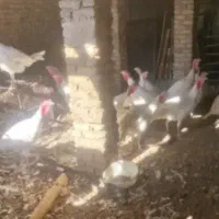 بوقلمون بیوتی گوشتی ۷ کیلوی ۲ ماهه