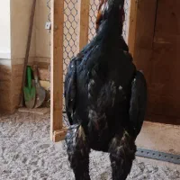 جوجه خروس لاری اوشامو|حیوانات مزرعه|تهران, سنگلج (شاپور)|دیوار