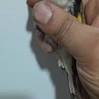 سهره نر|پرنده|کرج, ساماندهی|دیوار