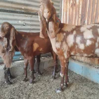 یه بز با دو تا تیشتر ماده