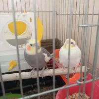 عروس هلندی|پرنده|خرمشهر, |دیوار