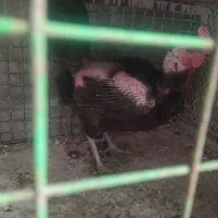 یک عددمرغ محلی