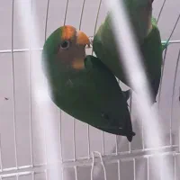 کوتوله زرد|پرنده|میناب, |دیوار