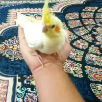 جوجه ی عروس هلندی ۴۰روزه|پرنده|بندر دیر, |دیوار