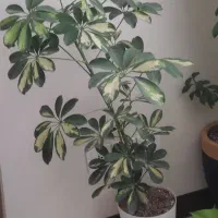 گل های خانگی|گل و گیاه طبیعی|شاهین‌شهر, شهرک ردانی پور|دیوار