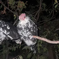 تخم مرغ گلین|حیوانات مزرعه|جونقان, |دیوار