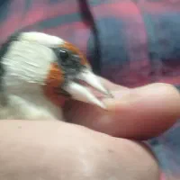 سهره (ماده) روبه مستی