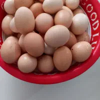 تخم مرغ|خوردنی و آشامیدنی|شیروان (خراسان), |دیوار
