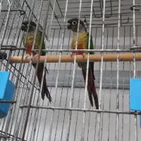 گرینچیک های مولد در پرنده سرای ابوالفضل|پرنده|قائمشهر, |دیوار