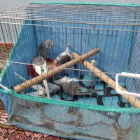 مرغ عشق|پرنده|اردبیل, |دیوار