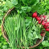 سبزی خوراکی میان دربند|خوردنی و آشامیدنی|کرمانشاه, |دیوار