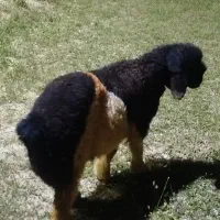 بره روزگار نر