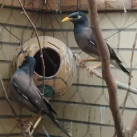 مرغ مینا نر و ماده بالغ و به شرط