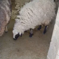 فروش|حیوانات مزرعه|خاش, |دیوار