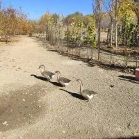 بوقلمون وغاز