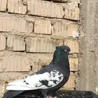 کبوتر سینه سیاه|پرنده|مرودشت, تخت جمشید|دیوار
