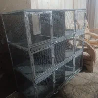 قفس اهنی کبوتر دمگیر نقره‌ای خرقه سینه وار