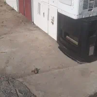 چند عدد کابینت سالم|آب‌چکان و نظم‌دهنده ظروف|صحنه, |دیوار