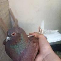 کفتر