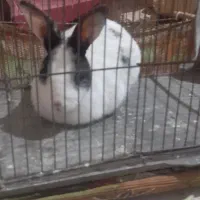 خرگوش خانگی